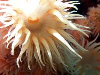 See-Anemone